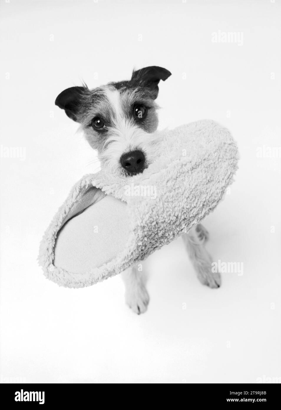 Dog with slipper in mouth. Stock Photo