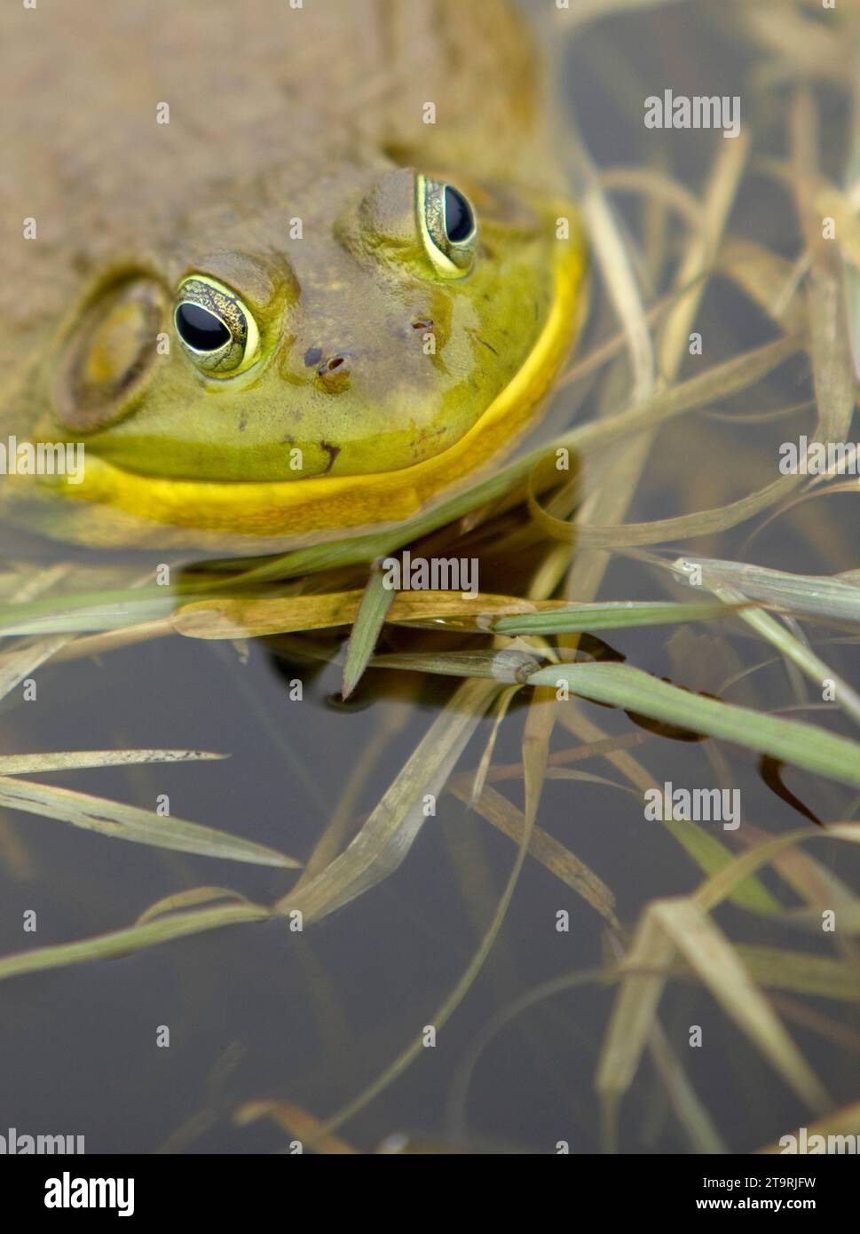 Male bull frog in hi-res stock photography and images - Alamy