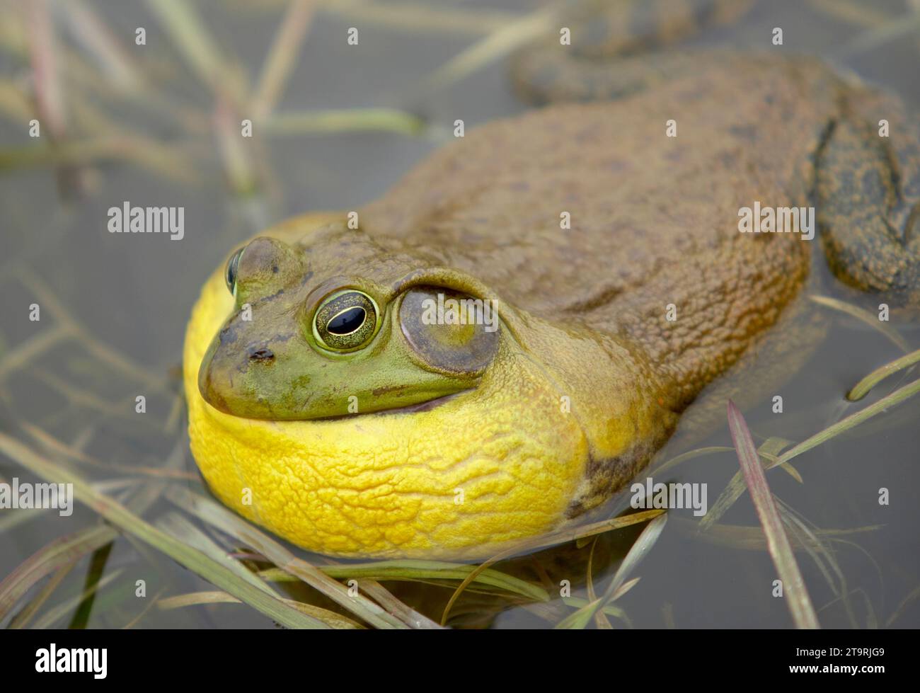 A male bullfrog in a pond in CT. Stock Photo