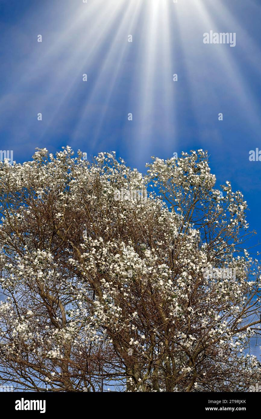silver leafed tree Stock Photo - Alamy