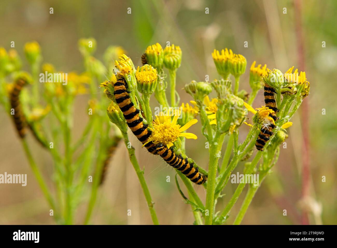 insects on wild flowers Stock Photo