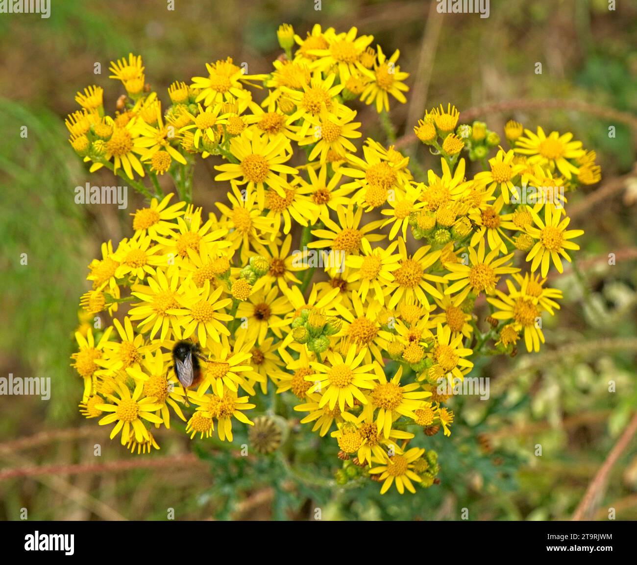 insects on wild flowers Stock Photo