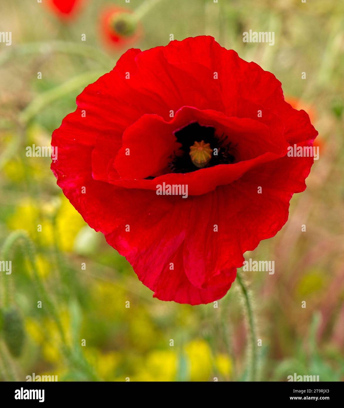 bright red poppy flower Stock Photo