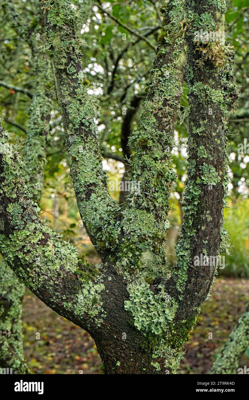 Lichens on tree trunks hi-res stock photography and images - Alamy