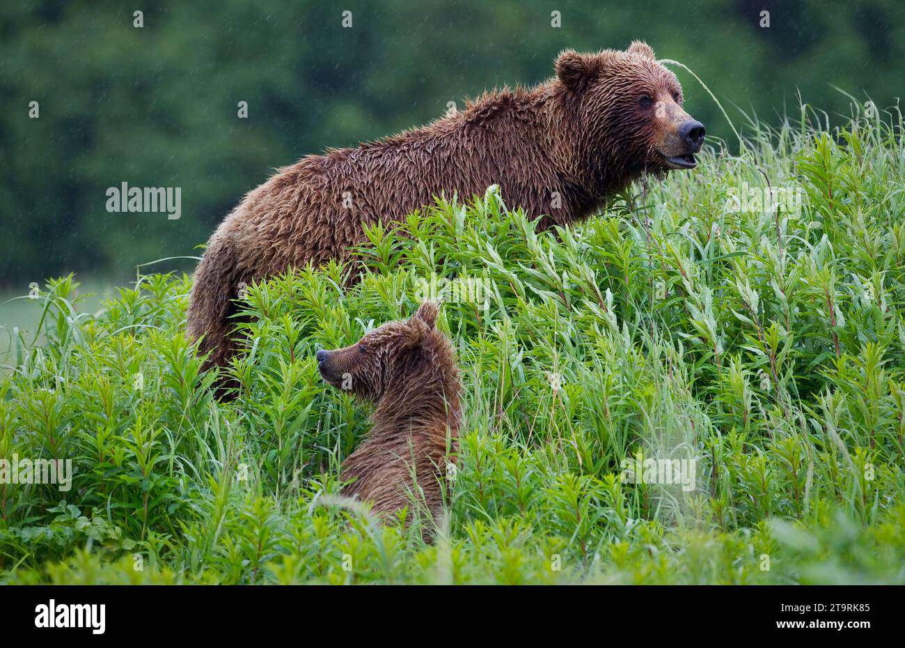 Kenai peninsula bear hi-res stock photography and images - Alamy