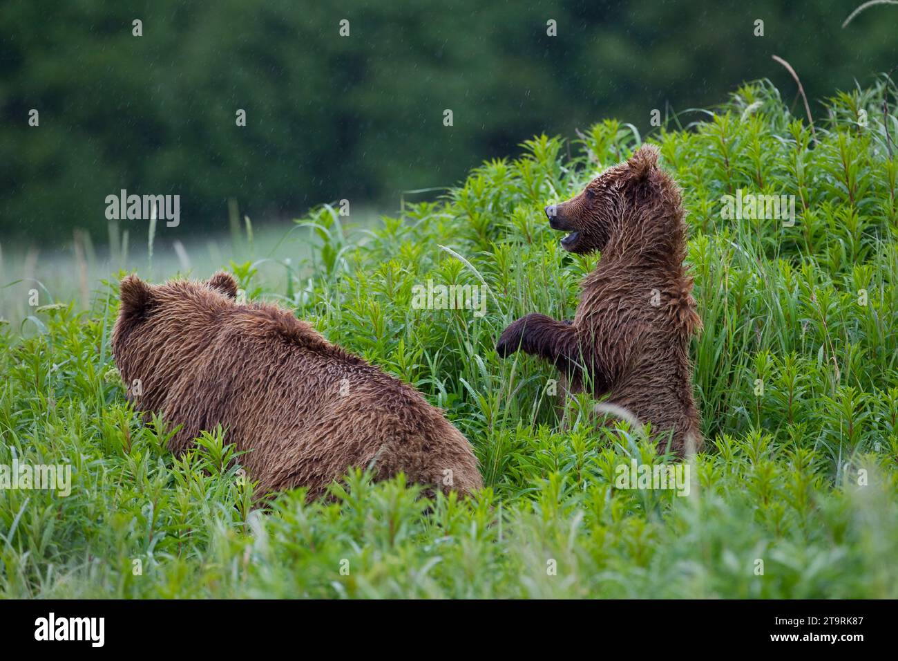 Kenai peninsula bear hi-res stock photography and images - Alamy
