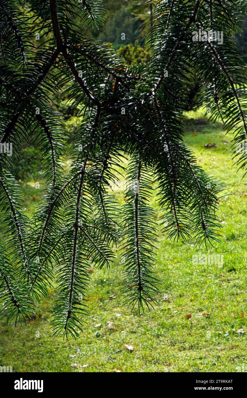conifer branches Stock Photo