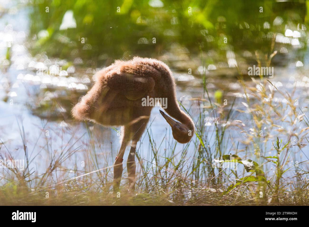 Whooping Crane reintroduction, Direct Autumn Release Stock Photo - Alamy