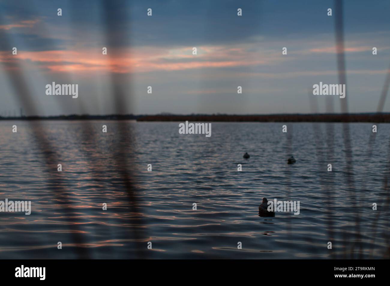Rear view duck hi-res stock photography and images - Alamy
