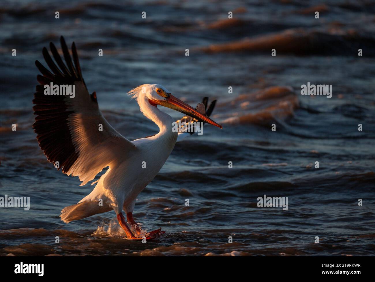 Images from Wood Buffalo National Park the nesting ground for the ...