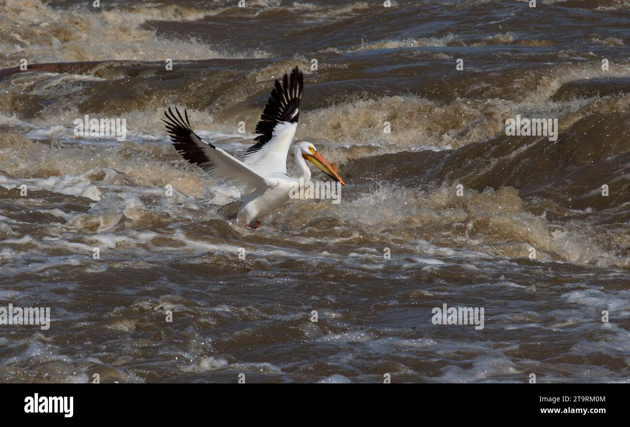 Images from Wood Buffalo National Park the nesting ground for the ...