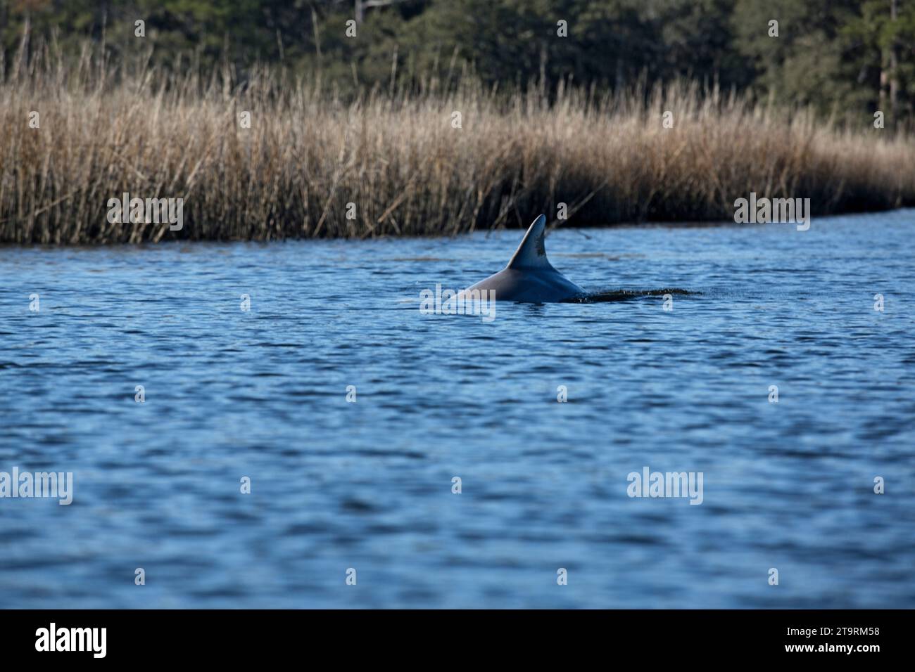 bottle nose dolphin Stock Photo - Alamy