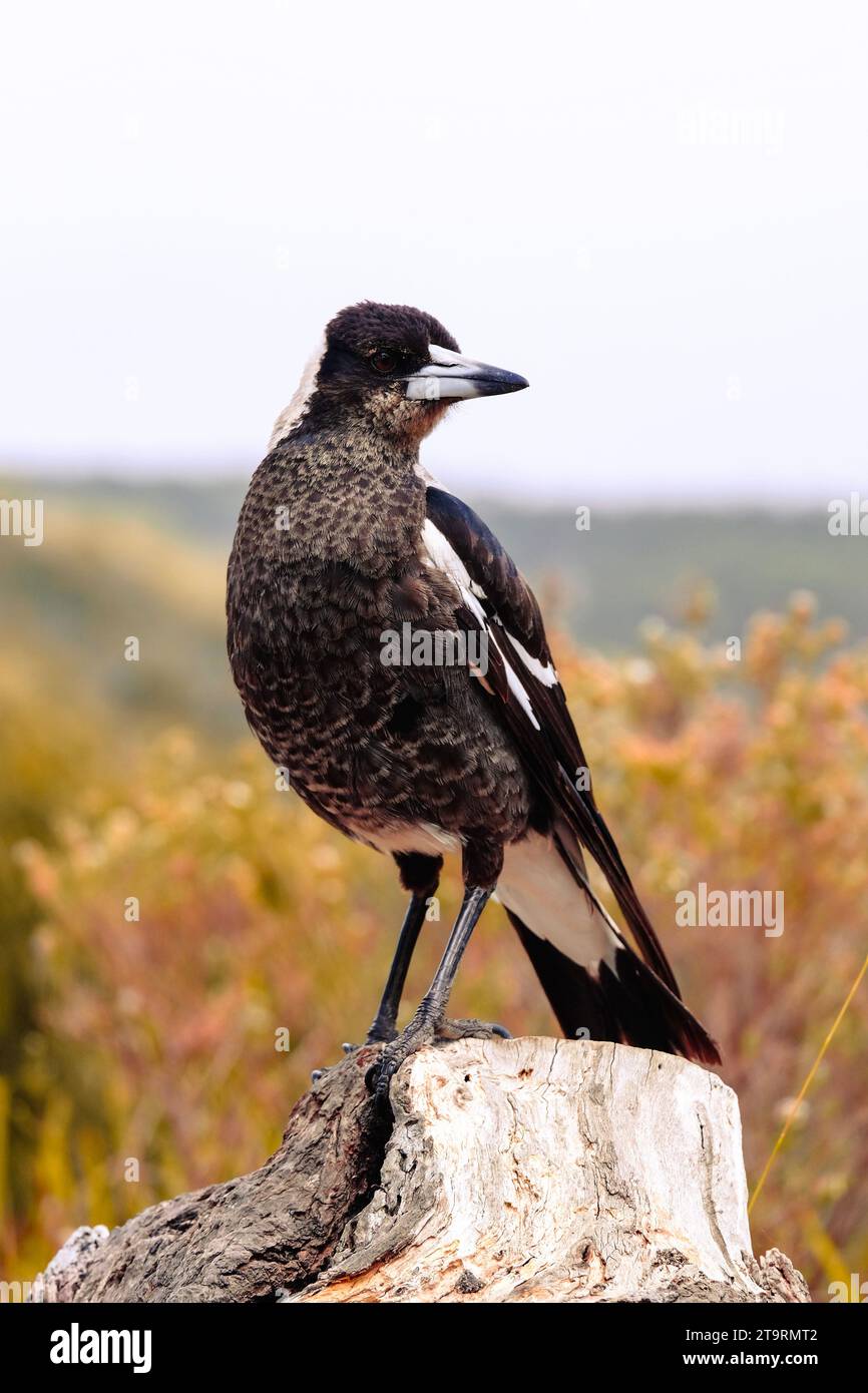 The Australian magpie is a black and white passerine bird native to Australia and southern New Guinea, and introduced to New Zealand. Stock Photo