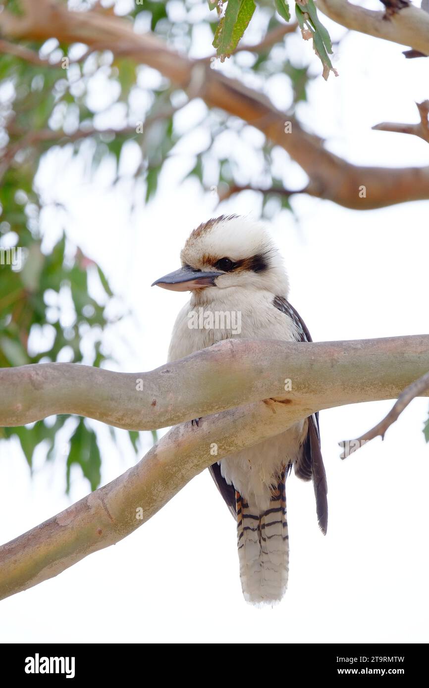 The laughing kookaburra is a bird in the kingfisher subfamily Halcyoninae. It is a large robust kingfisher with a whitish head and a brown eye-stripe Stock Photo