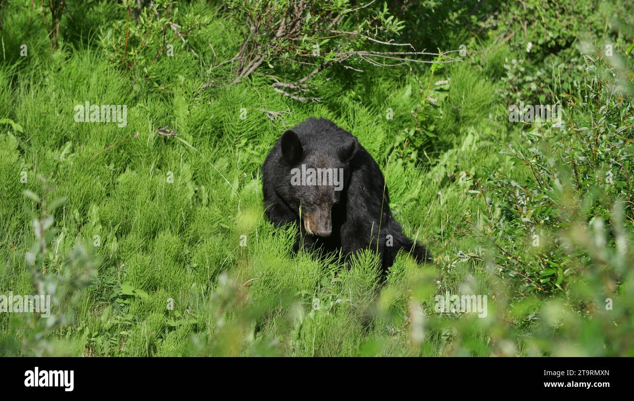 Black Bear on Maligne Lake Road Stock Photo