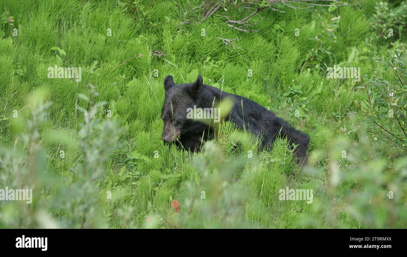 Black Bear on Maligne Lake Road Stock Photo