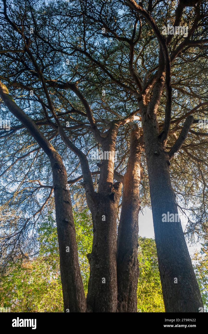 A stand of large pine trees (Cedrus libani, cedar of Lebanon or