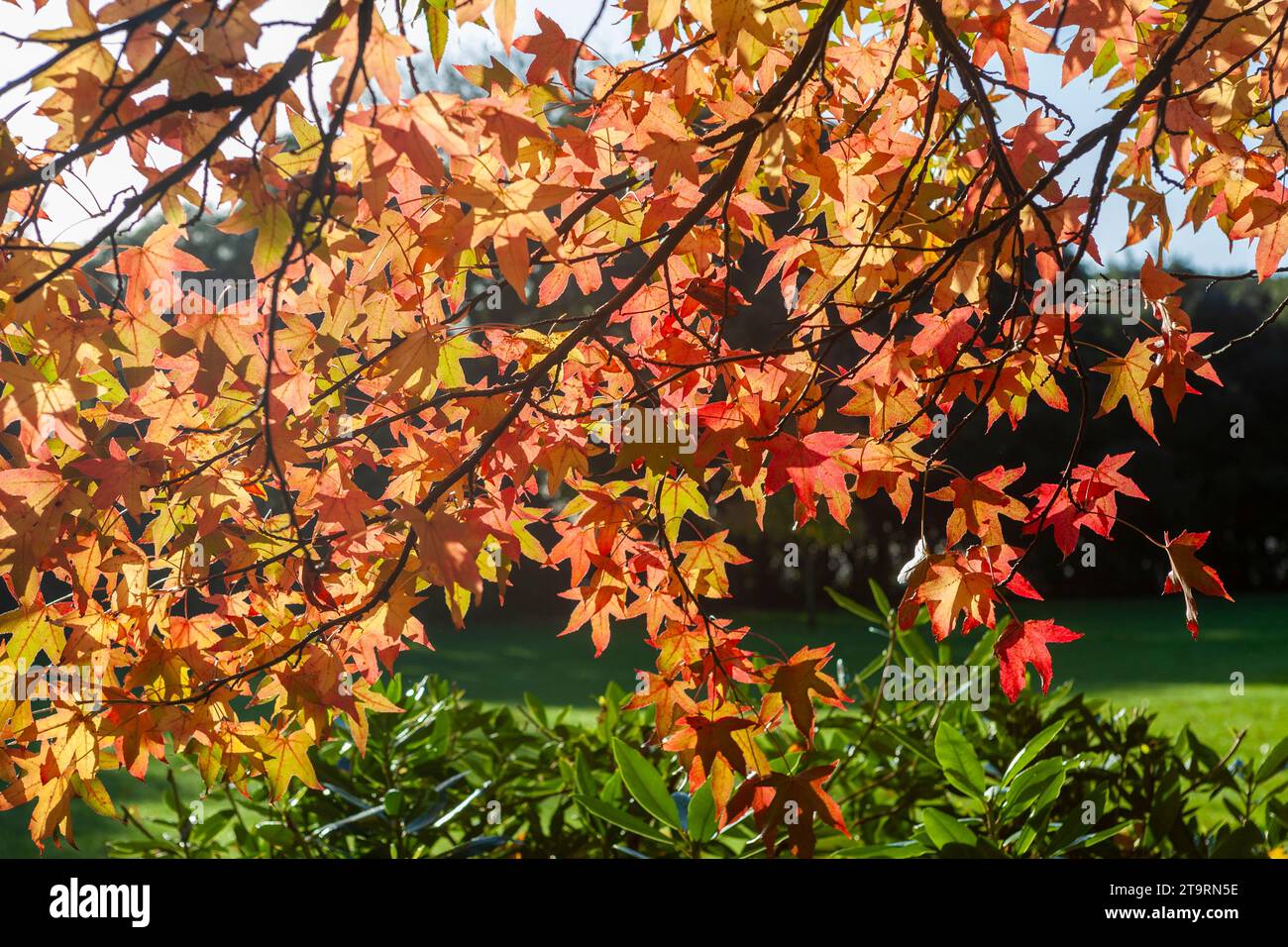 Liquidambar branch displaying vibrant Autumn colour in Stanley Park, Gosport, Hampshire, UK Stock Photo