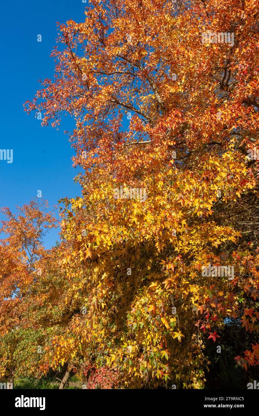 Liquidambar trees displaying vibrant Autumn colour in Stanley Park, Gosport, Hampshire, UK Stock Photo