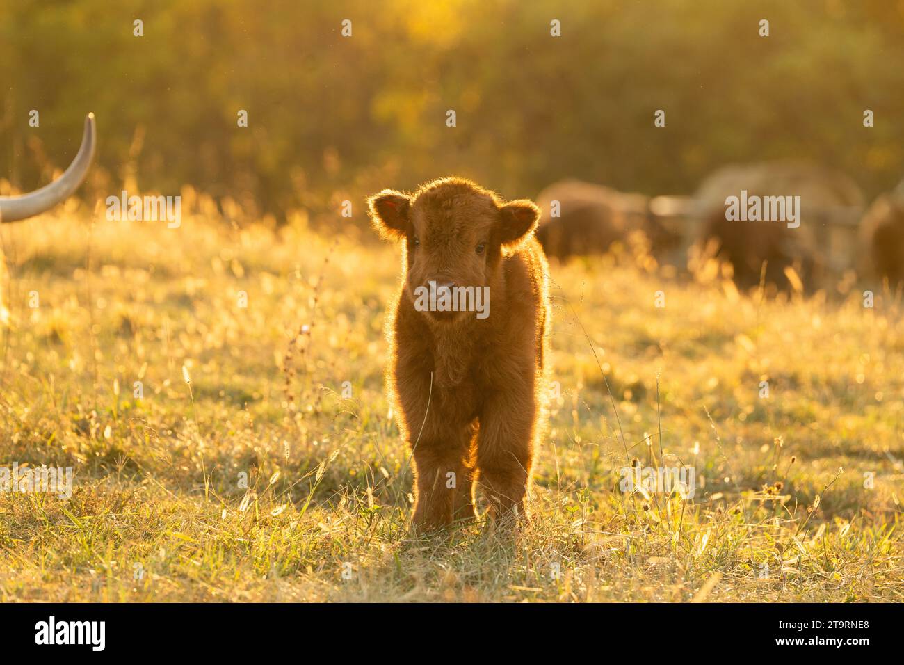 Little Fluffy Highland Baby Cow Stock Photo - Alamy