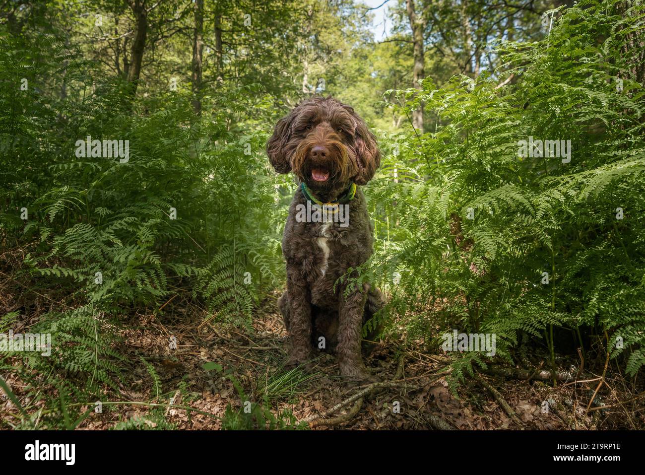 Brown Sprockapoo dog - Springer Cocker Poodle cross - sitting looking directly at the camera in the forest with trees in an opening Stock Photo