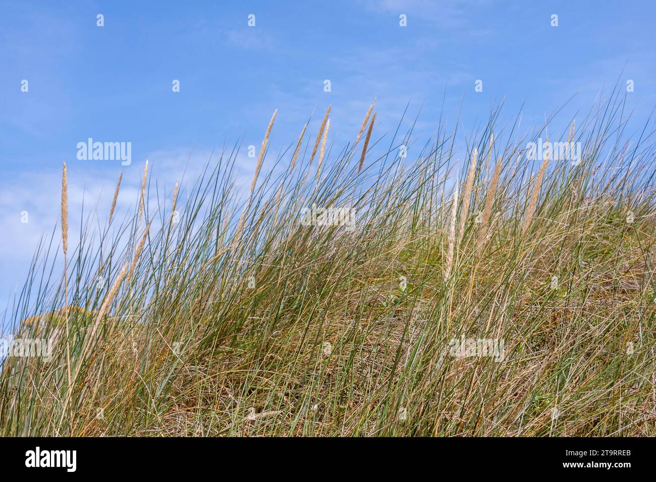 Marram grass (Ammophila arenaria) on a dune, Brittany, France Stock Photo