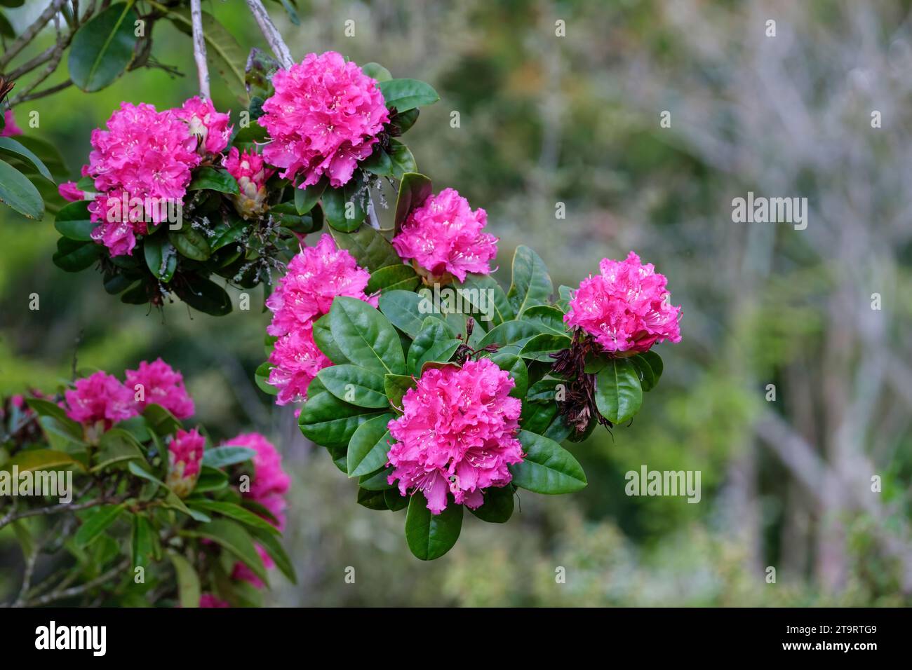 Rhododendron rocket hi-res stock photography and images - Alamy