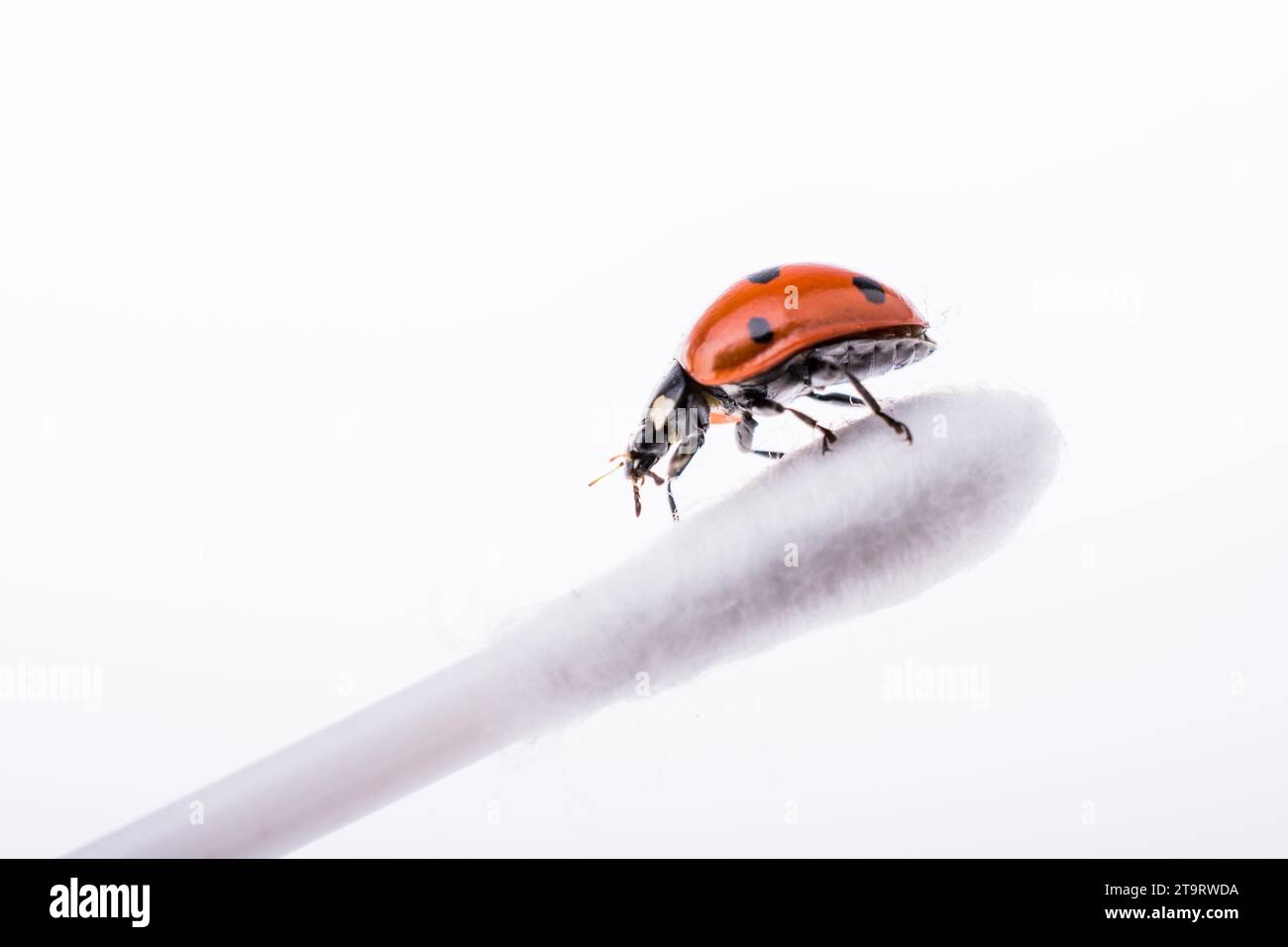 Ladybug In Ear Red ladybug walking on an ear stick Stock Photo - Alamy