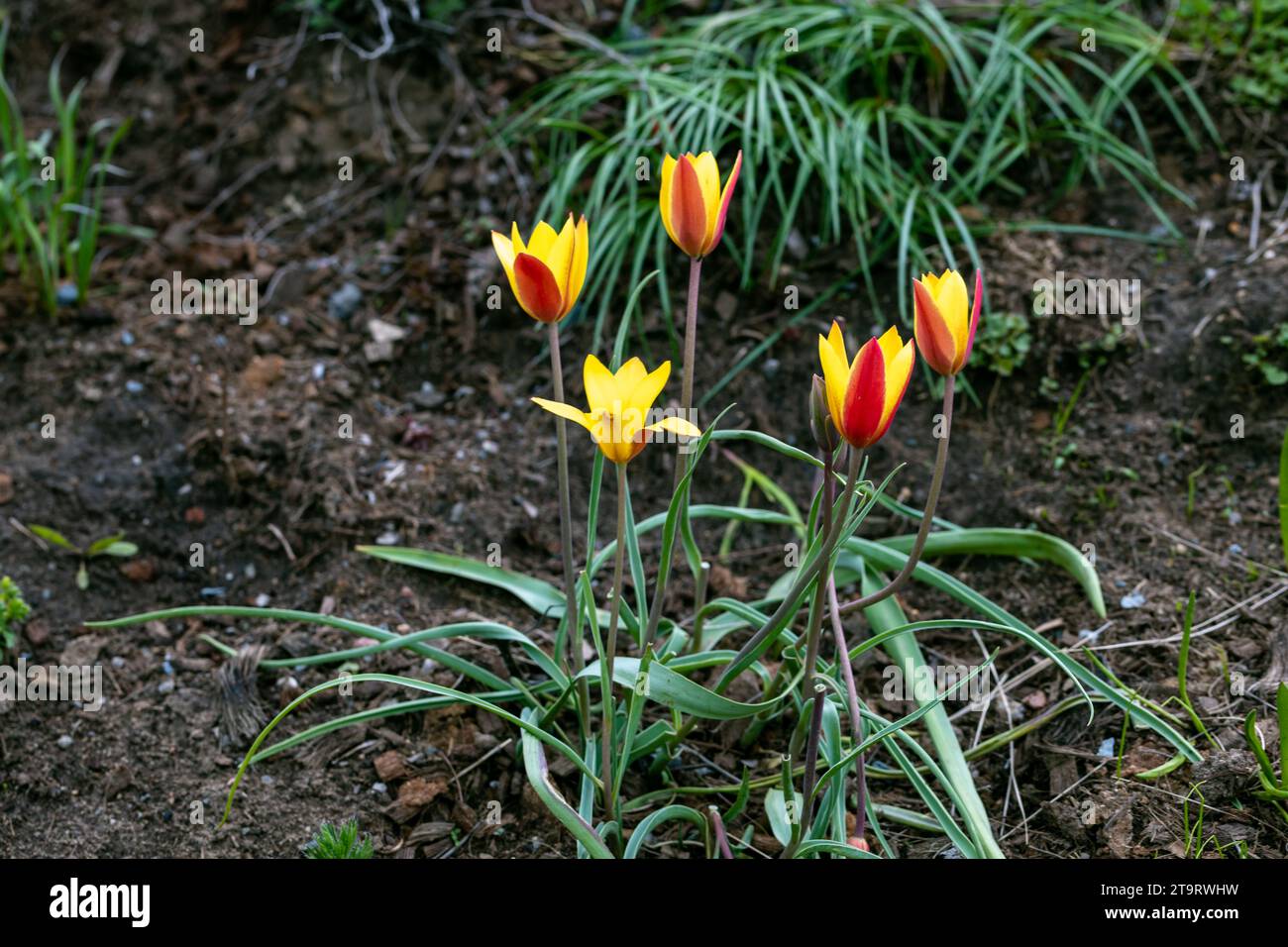 Miscellaneous tulips clusiana bloom in a garden in April Stock Photo