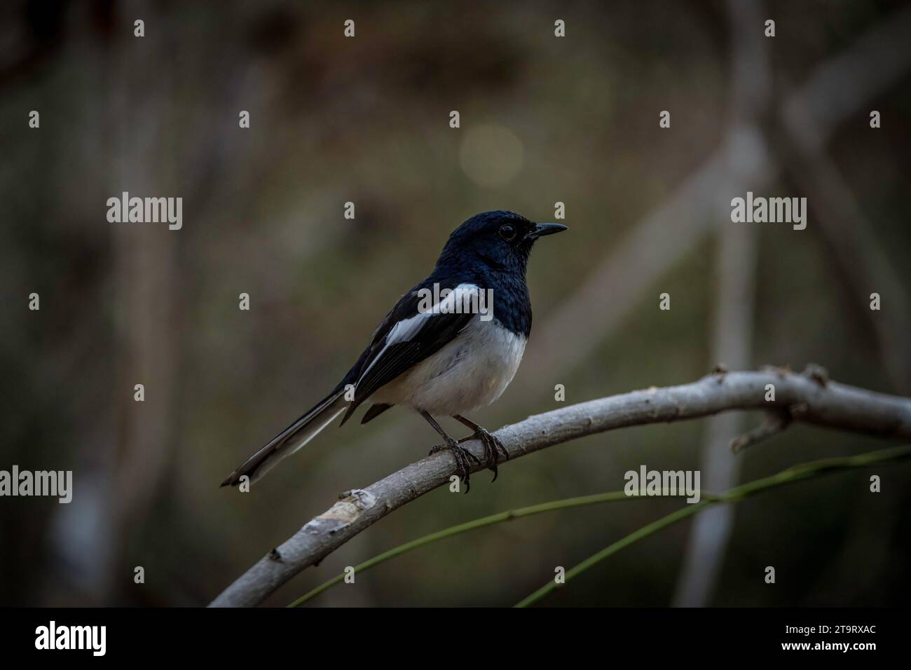 Magpie Robin bird in the dry forests of western Madagascar Stock Photo