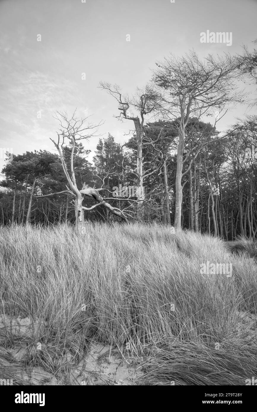 Forest on the coast of the Baltic Sea. Dune grass in the foreground in black and white. Beach transition to the sea. Nature photograph from a nature r Stock Photo