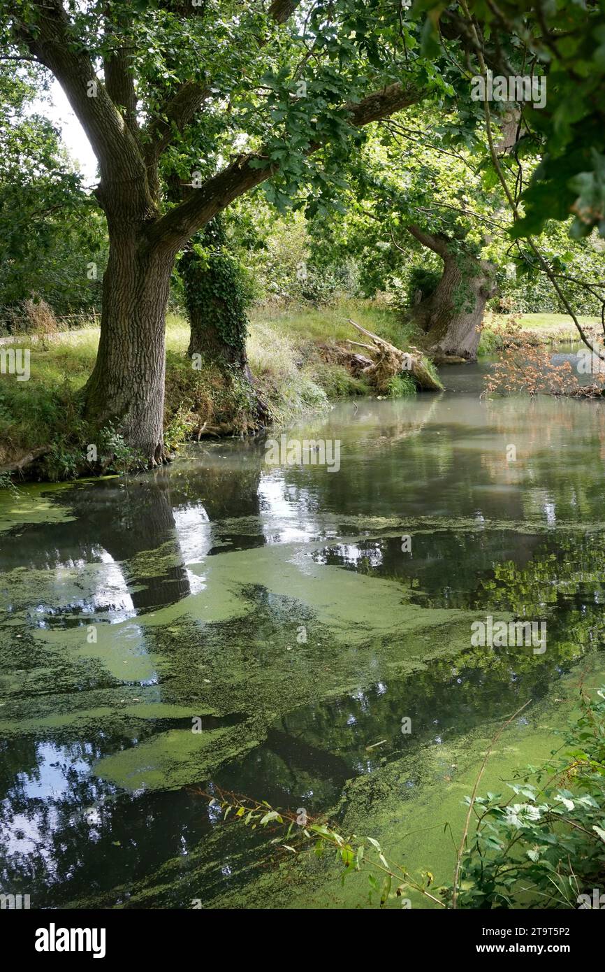 tree lined weed covered pond kent england Stock Photo