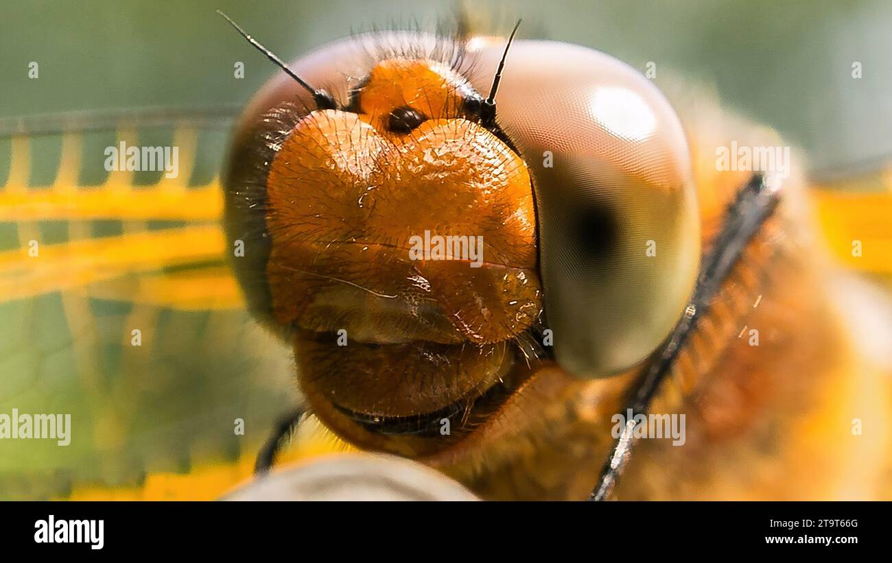 Macro shot of a dragonfly. Large eyes shown in detail. Animal photo of an insect. Macro shot Stock Photo