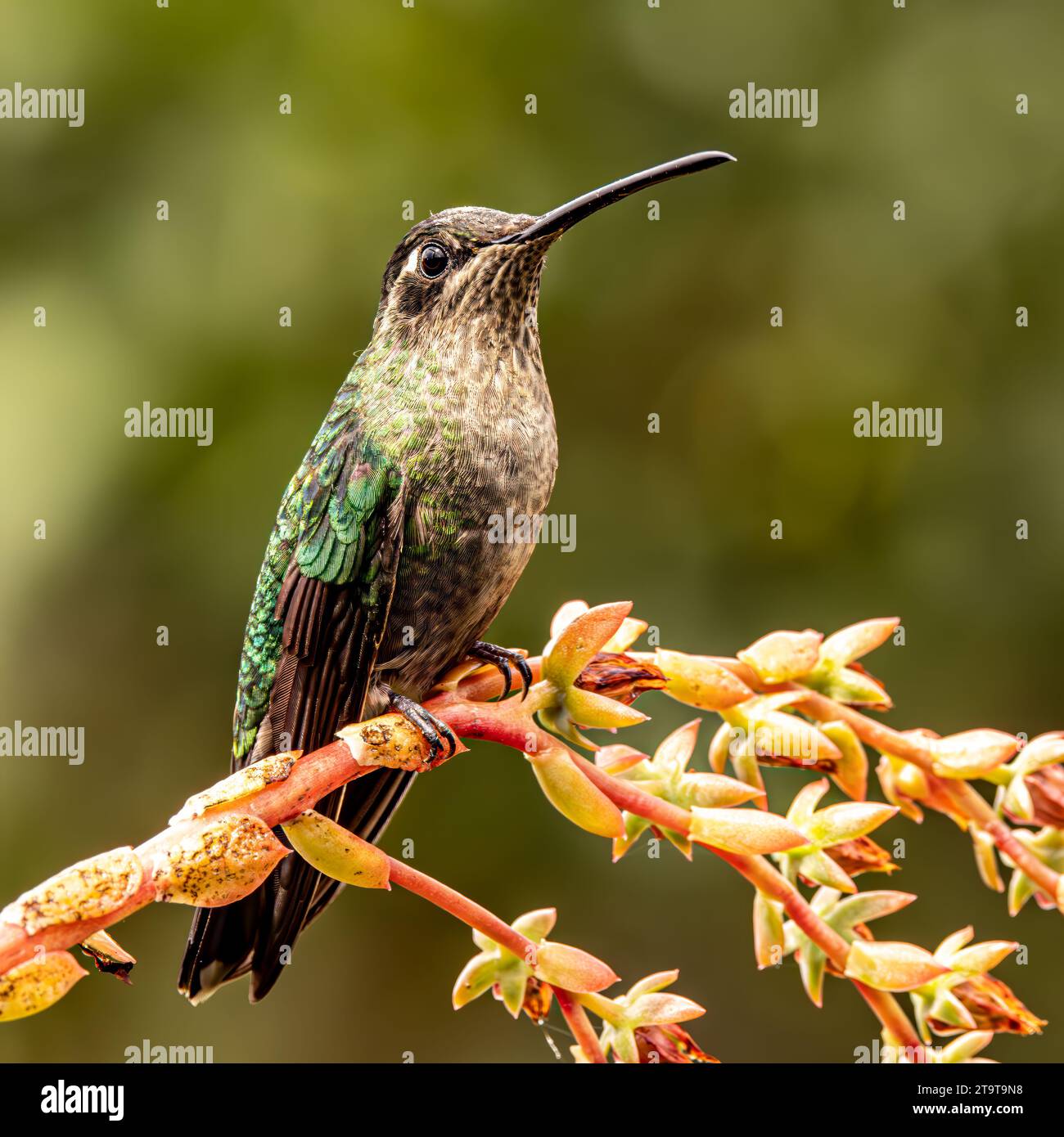 Talamanca hummingbird Stock Photo