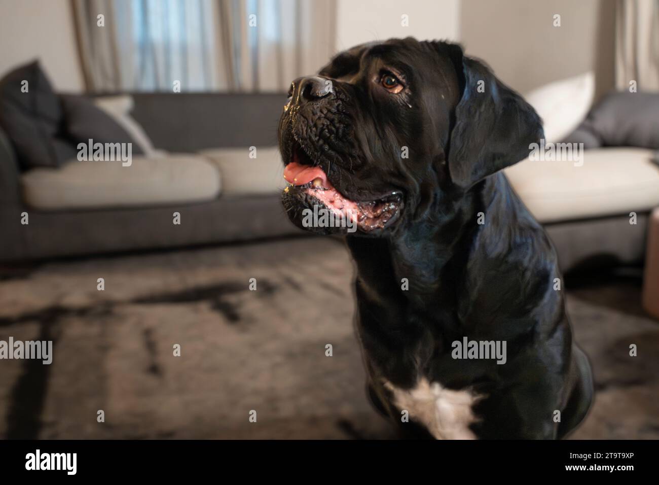 Photographic afternoon in the company of a beautiful Cane Corso Stock Photo