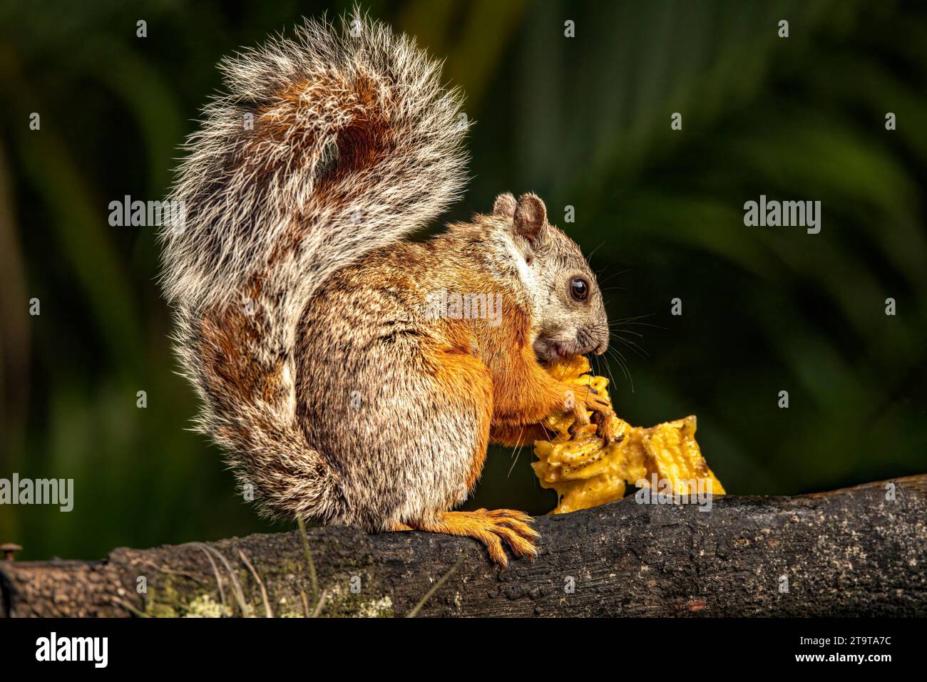 Red-tailed squirrel Stock Photo