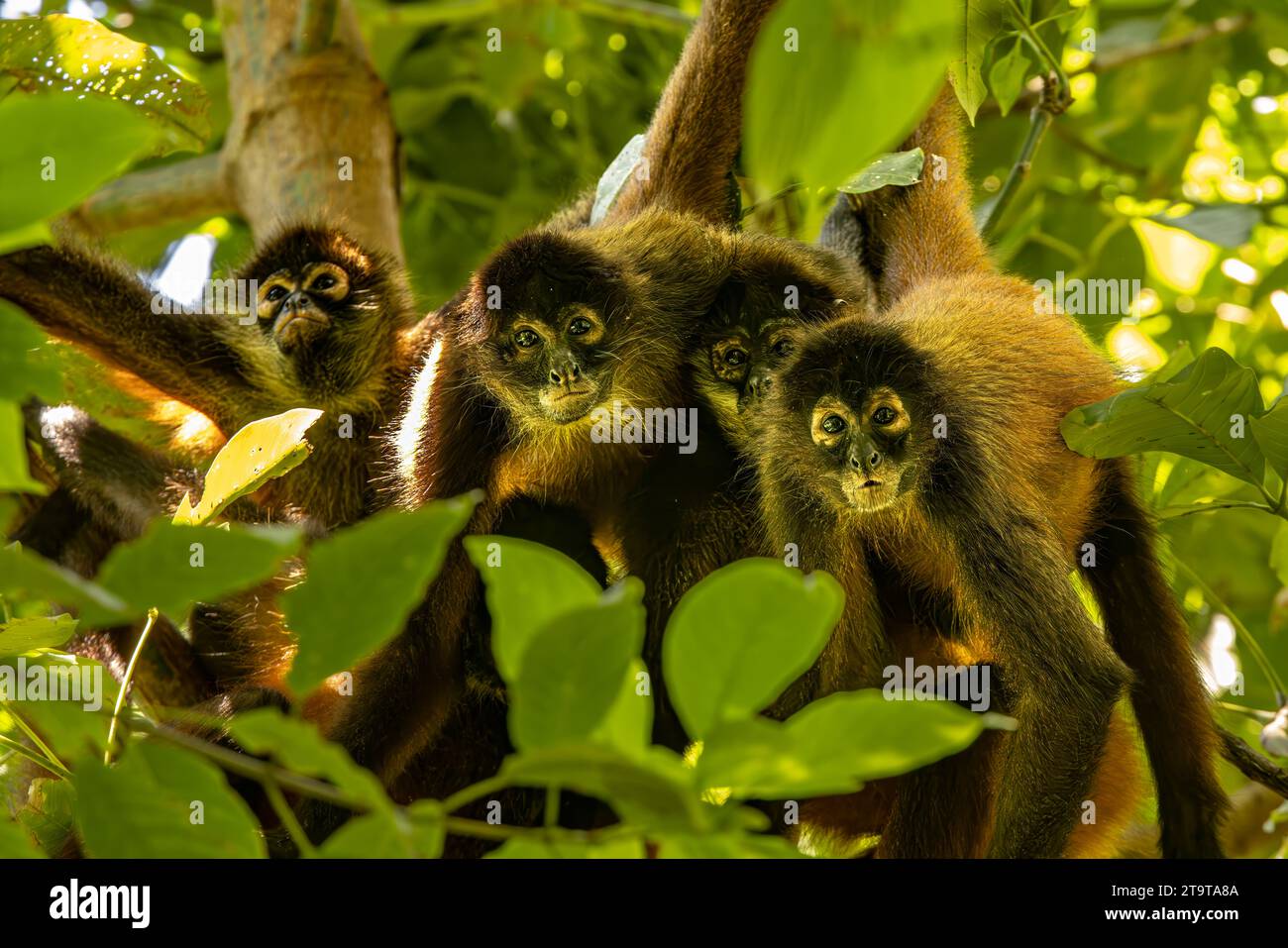Four spider monkeys Stock Photo - Alamy