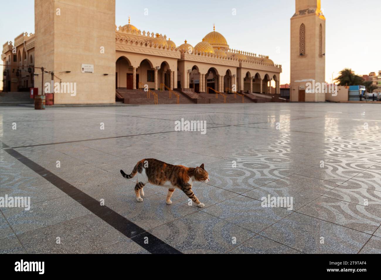 Stray cat walking at the empty square in from of Al Mina Mosque in Hurghada, Egypt Stock Photo