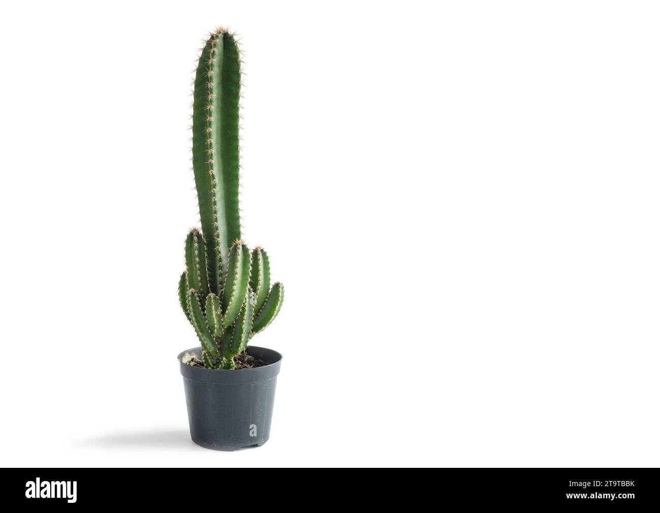 Dildo cactus hi-res stock photography and images - Alamy