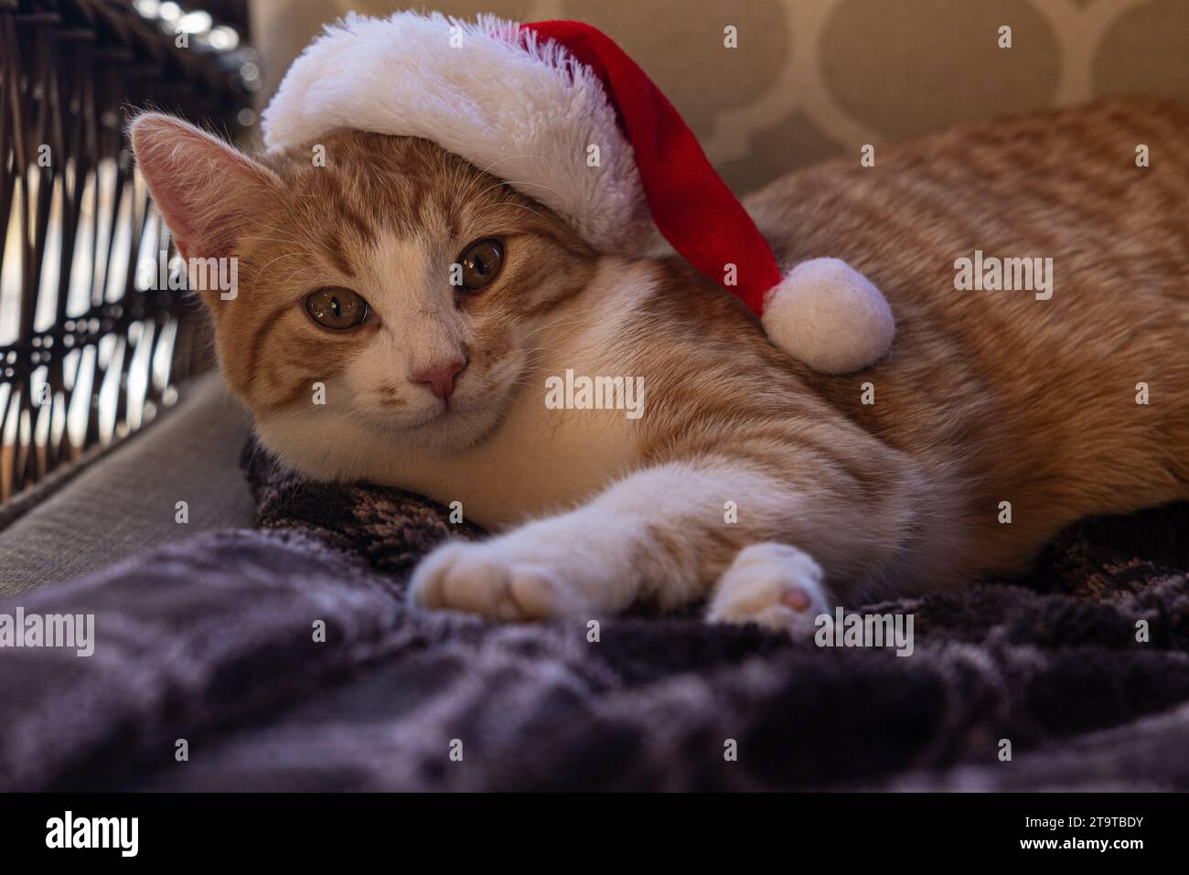 Close up portrait of an orange and white tabby kitten with Santa Hat draped over one ear. Stock Photo