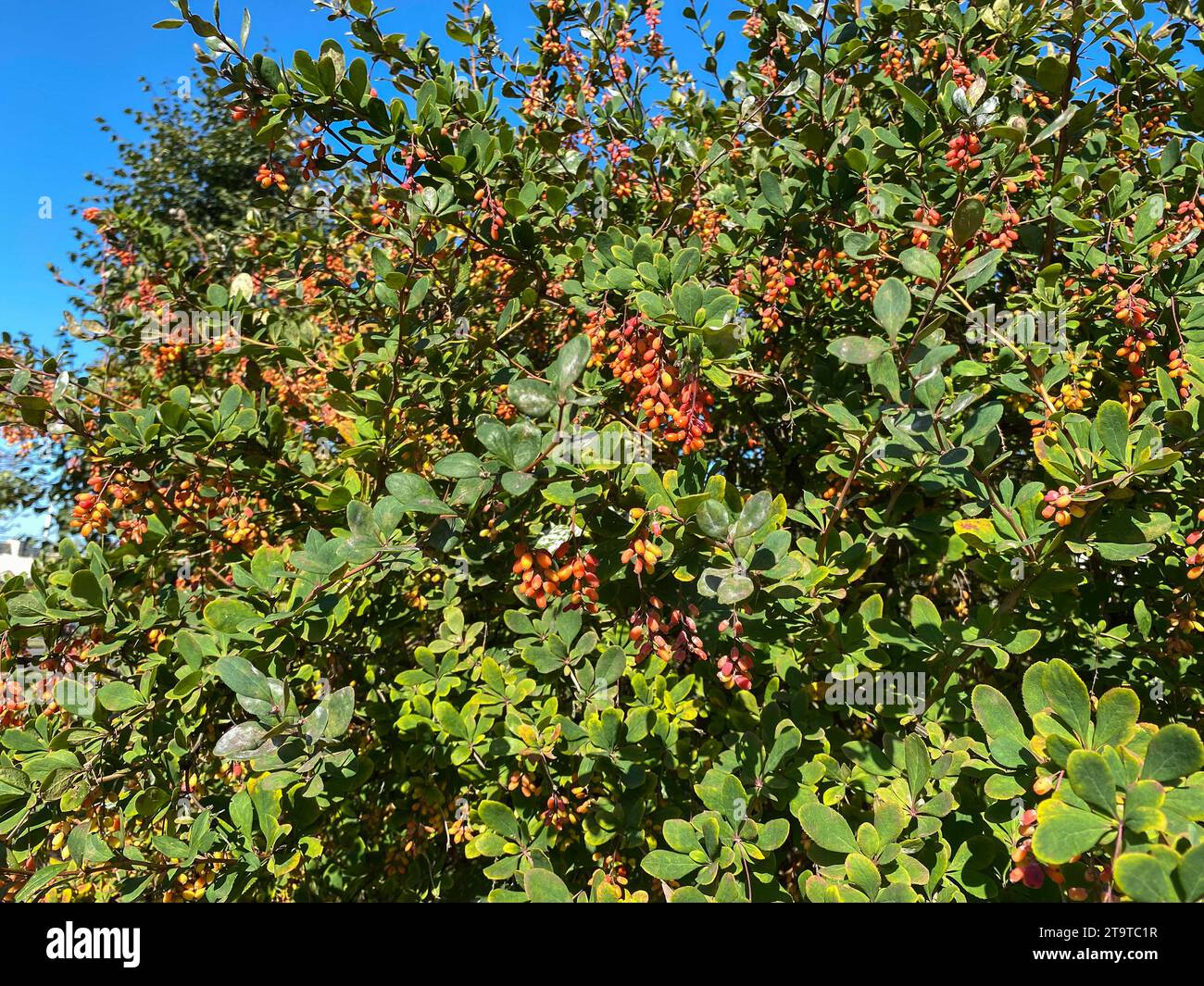 Berberis vulgaris with beautiful green foliage and bright red oval fruits, Evergreen shrub and ornamental plant, selective focus Stock Photo