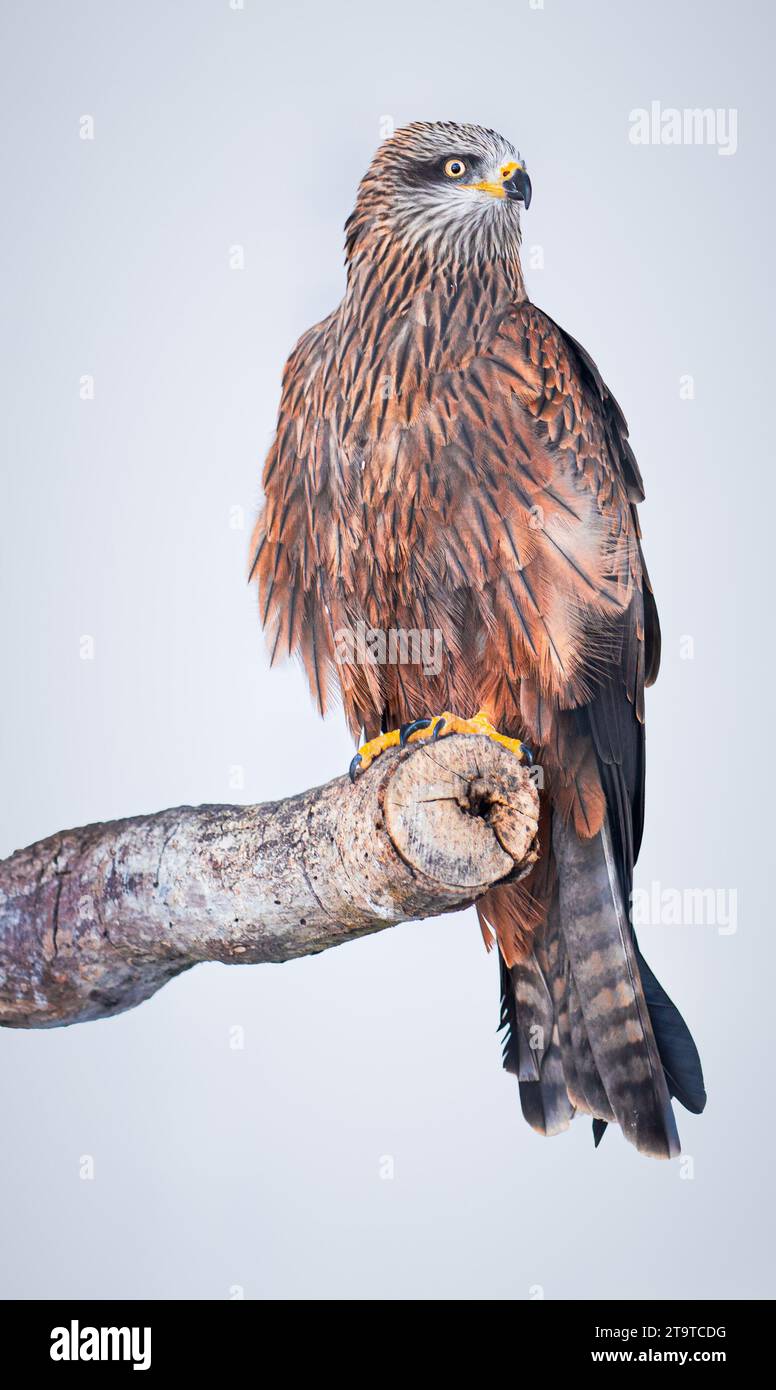 Captive Red Kite Hi res Stock Photography And Images Alamy captive-red-kite-hi-res-stock-photography-and-images-alamy