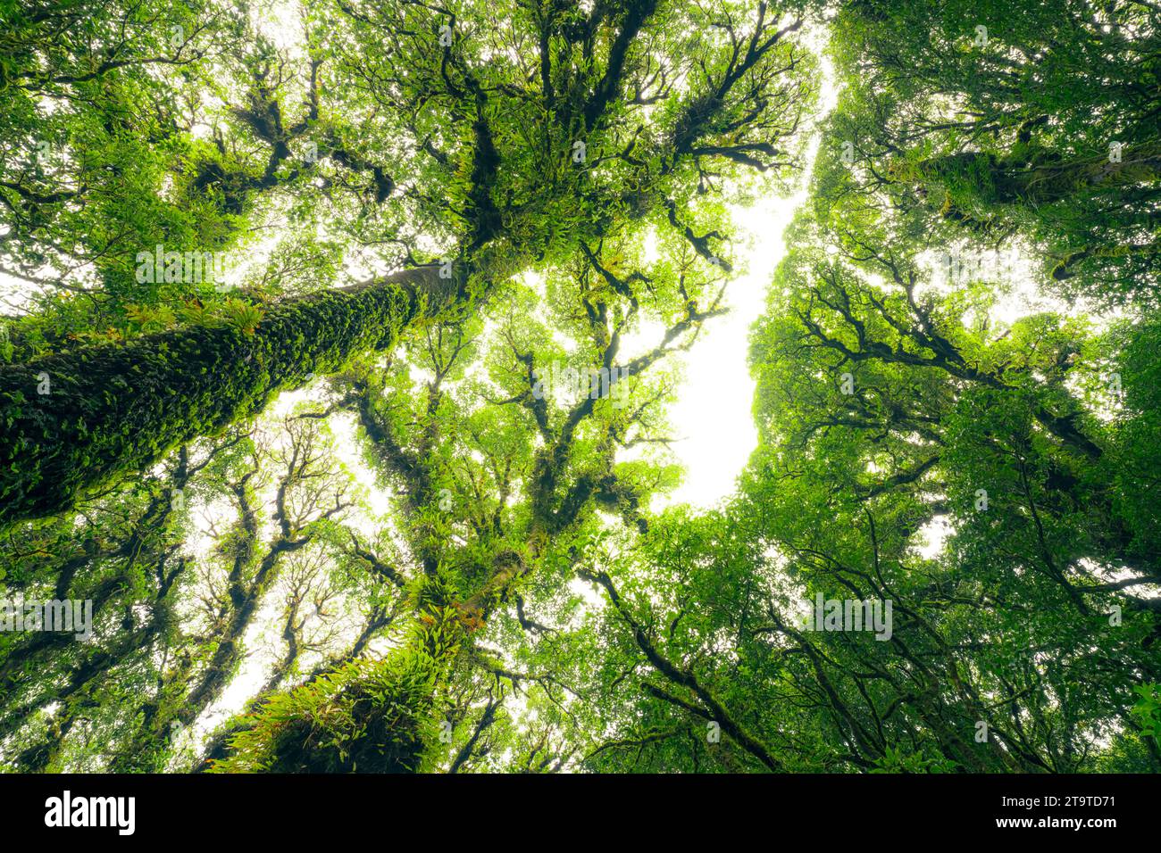 Green tree forest with sunlight through green leaves. Natural carbon