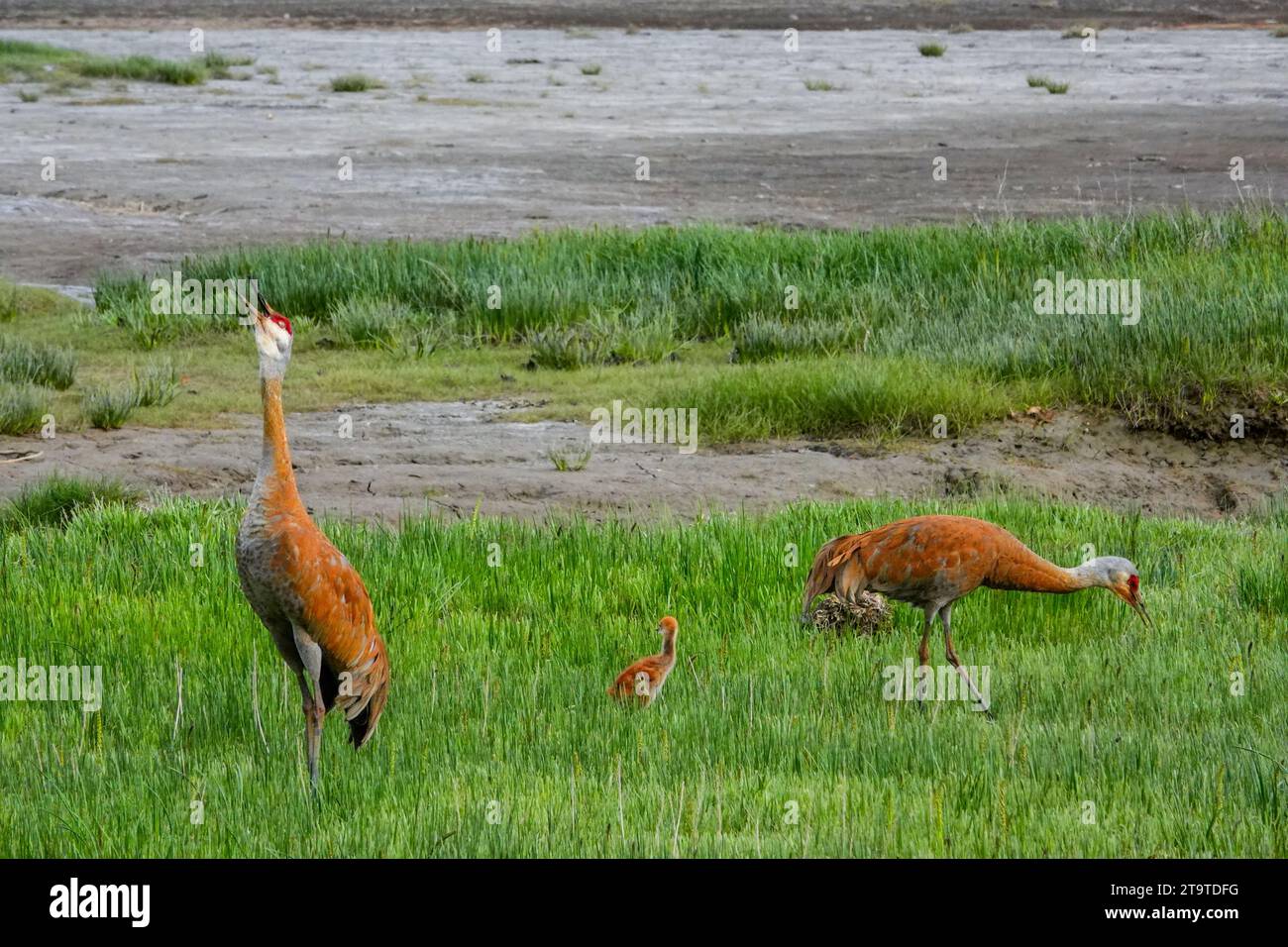 A Lesser Sandhill Crane male calls out to a passing flock as the family forages in the wetlands at Beluga Slough along Kachemak Bay in Homer, Alaska. Stock Photo