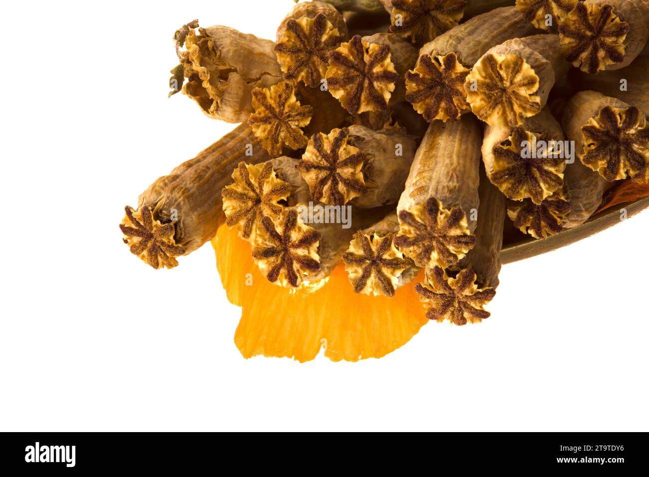 Poppy Shell Poster ready very close up nature still life showing natural texture ...