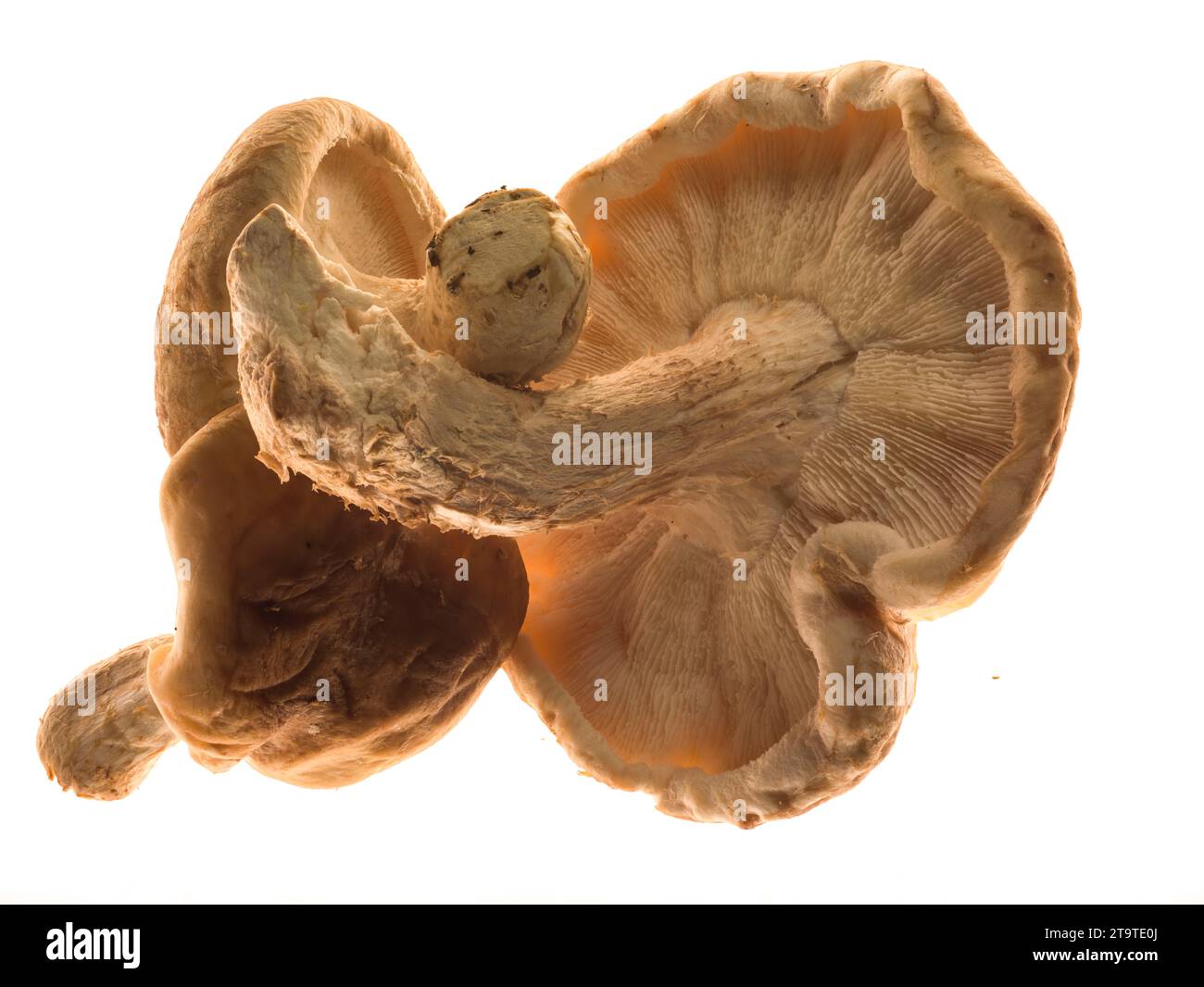 Shiitake dermatitis hires stock photography and images Alamy