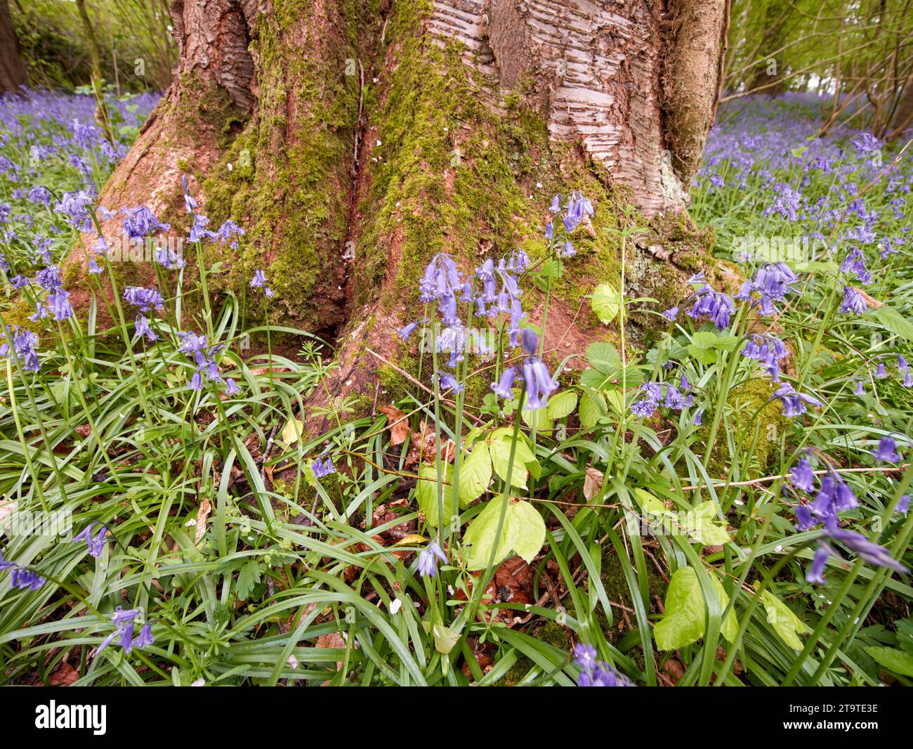Promonient Tree Intimate environmental landscape of bluebell (Hyacinthoides non-scripta ...