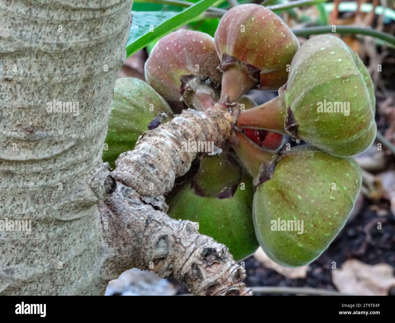Natural close up exotic fruit portrait of the prolifically fruiting Ficus Auriculata, (the Roxburgh fig, Elephant ear tree). Stock Photo