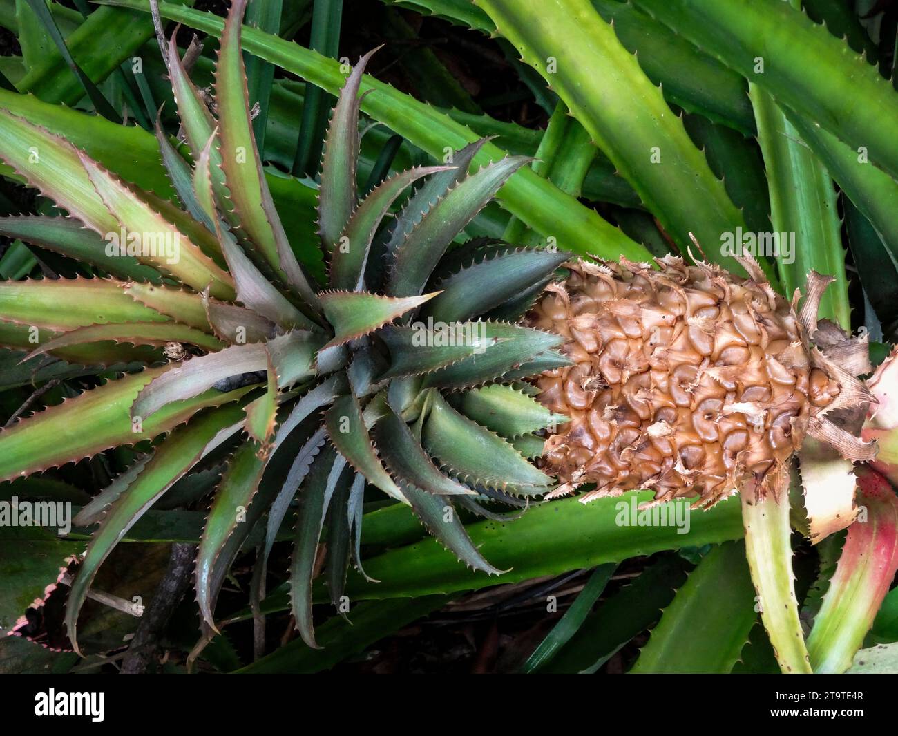Natural close up fruiting plant portrait of succulent looking Ananas bracteatus, red pineapple. Stock Photo
