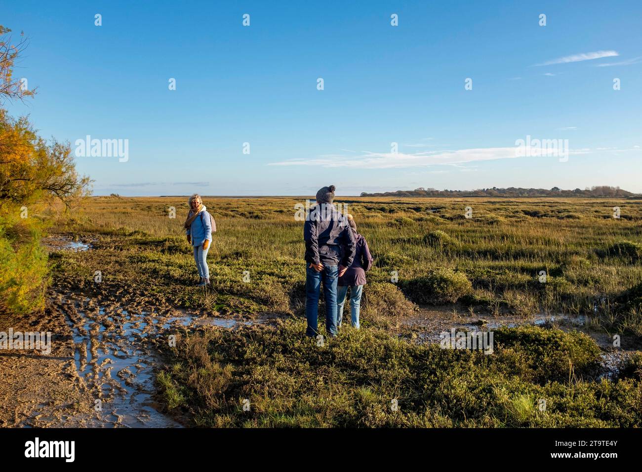 Walkers on a muddy walk around Pagham Harbour RSPB nature reserve at low tide on an Autumn afternoon , West Sussex , England UK Stock Photo